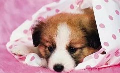 主人在狗狗心中的位置，從它睡覺位置就能看出