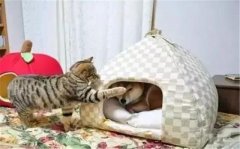 年年被搶窩，次次都慫成狗！可啥時候是個頭啊