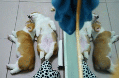 養(yǎng)柯基一定要同時養(yǎng)兩只！華興寵物食品