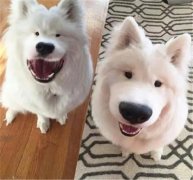 丑了2018一整年，2019狗狗真的太想變漂亮了！