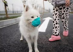 疫情下，如何保證寵物的安全？
